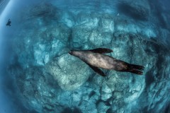 IMG_8386-1